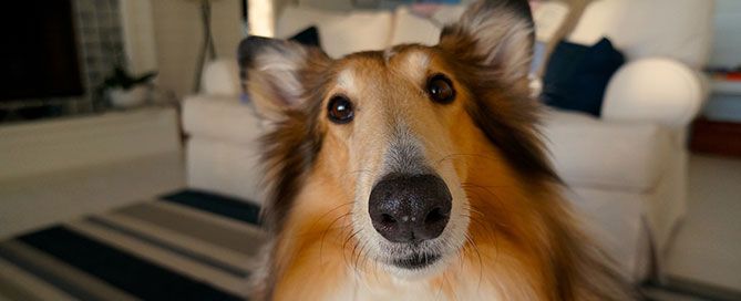 cute dog looking into camera